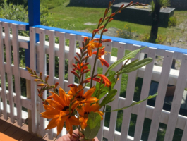 IMG-20250104-WA0005